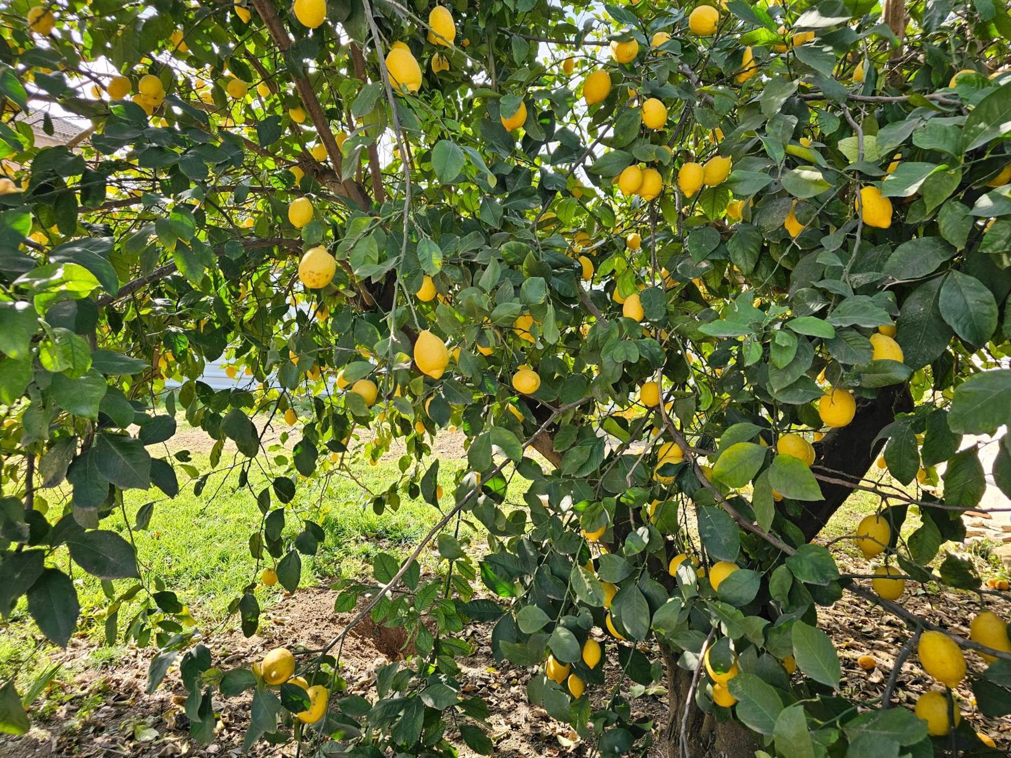 La Orquidea De * Córdoba